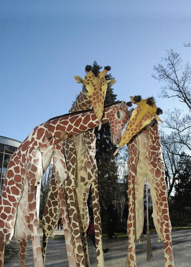 Image gallery 1: Girafes