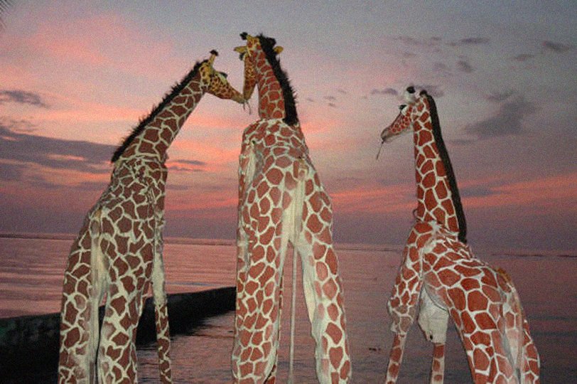 Image gallery 5: Girafes